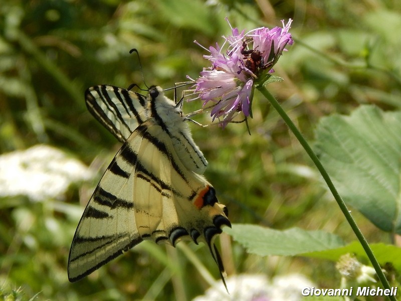 Iphiclides podalirius